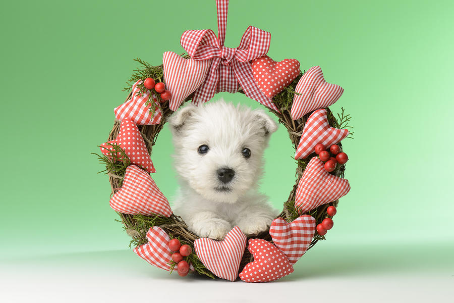 Christmas Photograph - Xmas Reef Puppy by MGL Meiklejohn Graphics Licensing