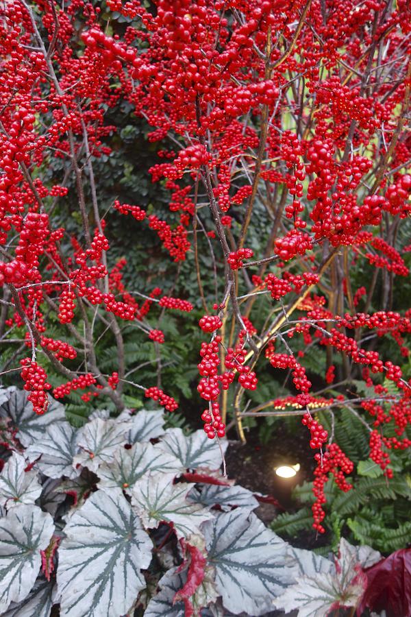 Xmass Berries Photograph by Joan Reese