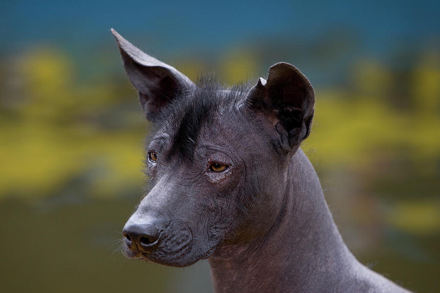 Xolotlxcuintle Mexican Hairless Dog Photograph by Peter Essick - Pixels