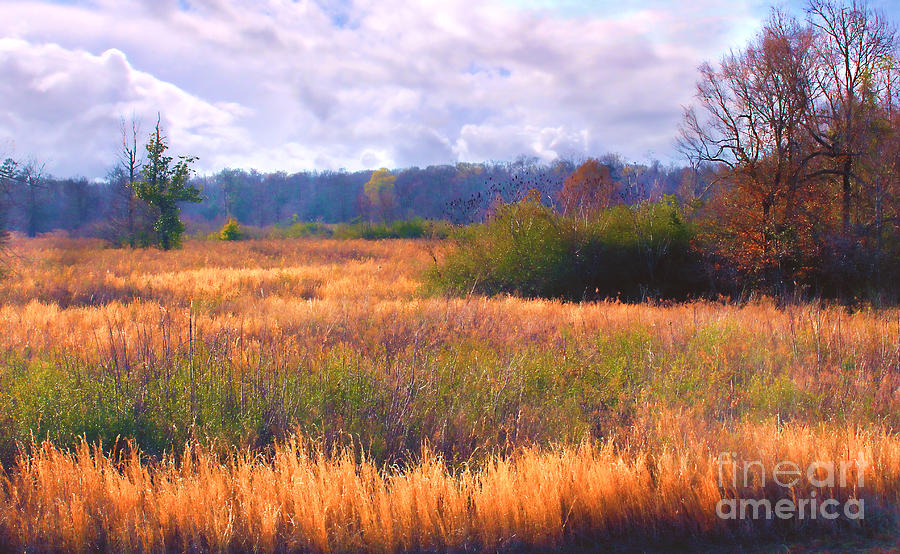 Louisiana Meadow Photograph by Judi Bagwell