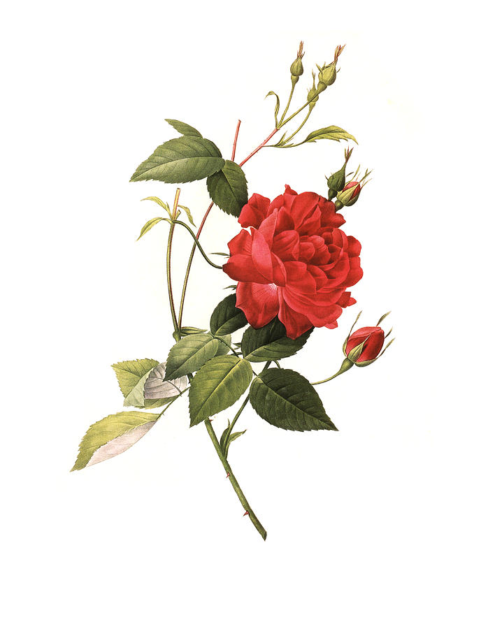 XXXL Resolution Rose | Antique Flower Illustrations Drawing by Nicoolay