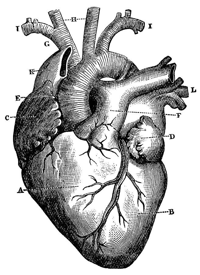 XXXL Very Detailed Human Heart Drawing by Traveler1116