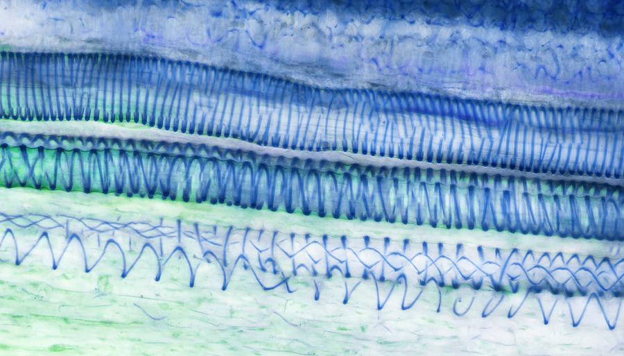 Xylem, LM Photograph by Steve Gschmeissner/science Photo Library