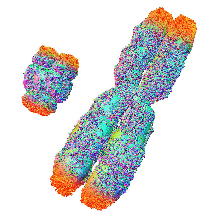 Y And X Chromosome With Telomeres Photograph by Alfred Pasieka - Pixels