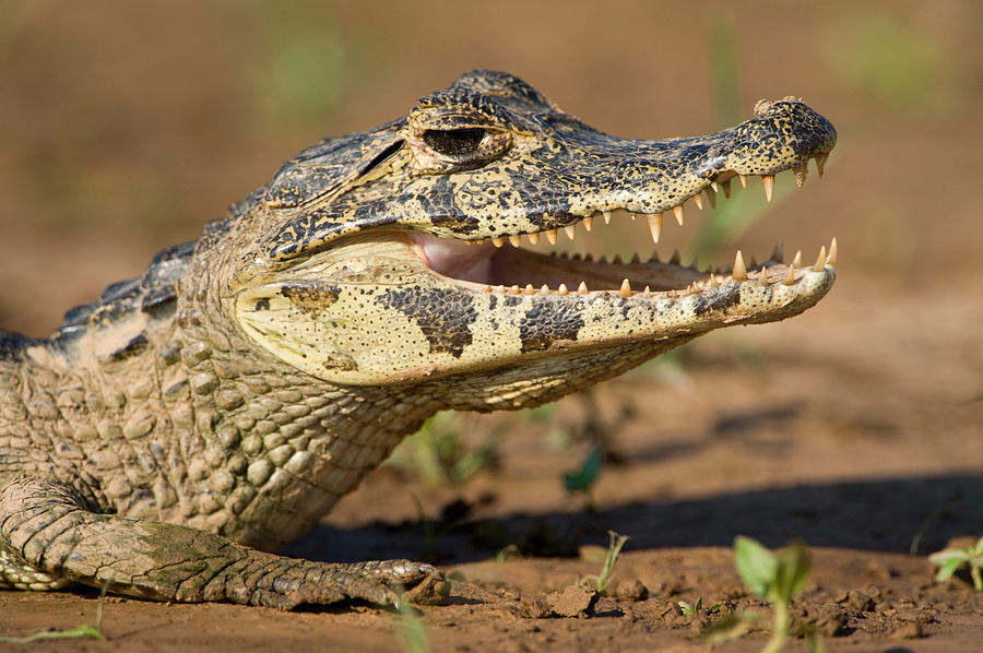 Crocodile Photograph - Yacare Caiman Caiman Crocodilus Yacare by Panoramic Images