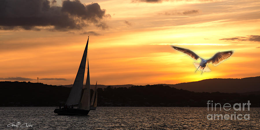 Yacht and Seagull Sunset Photograph by Geoff Childs