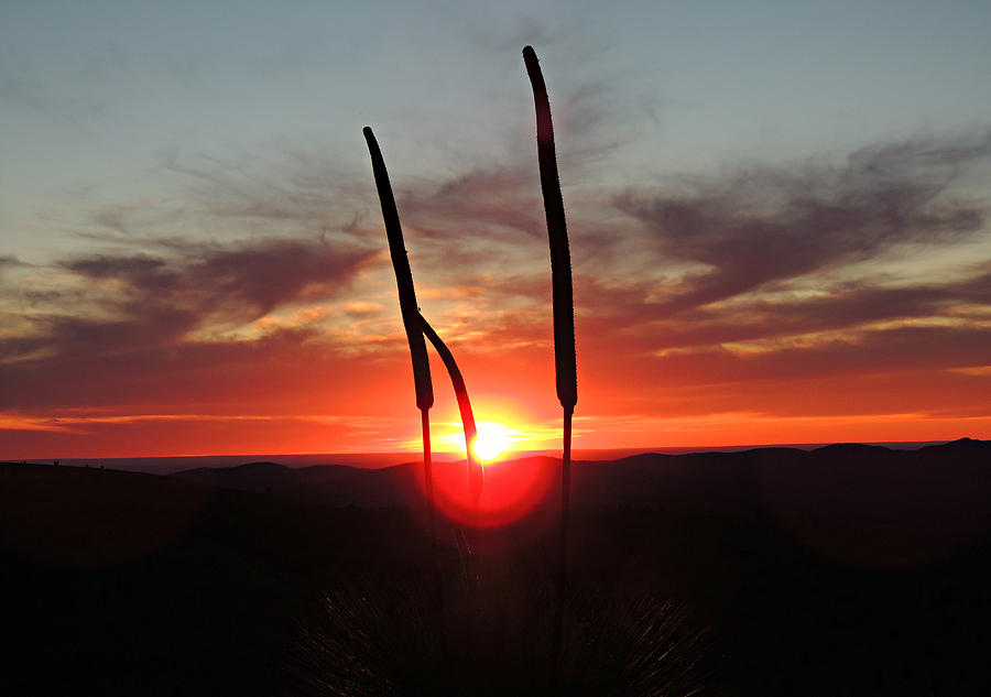 Sunset Photograph - Yacka Bush by Tim Lindner