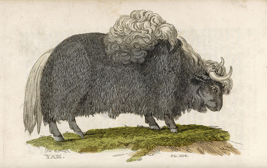 Animal Drawing - Yak          Date 1811 by Mary Evans Picture Library