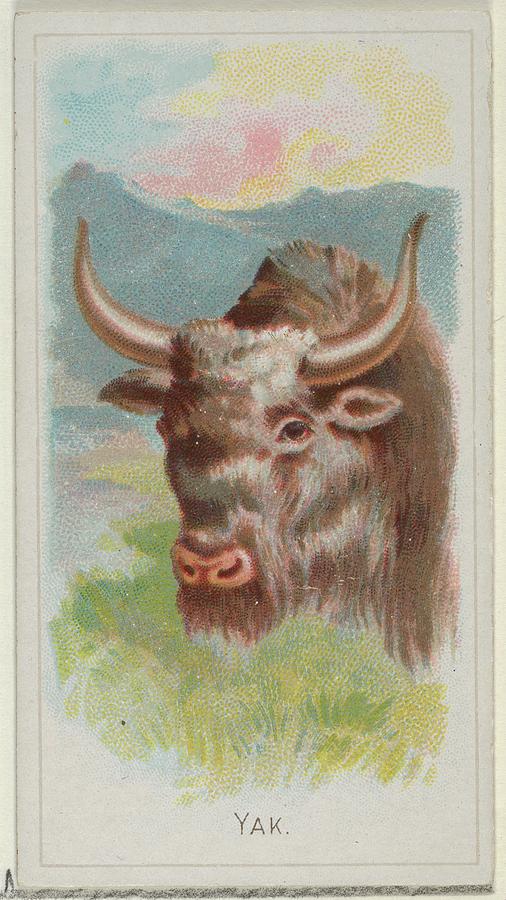 Harris Drawing - Yak, From The Wild Animals Of The World by Allen & Ginter