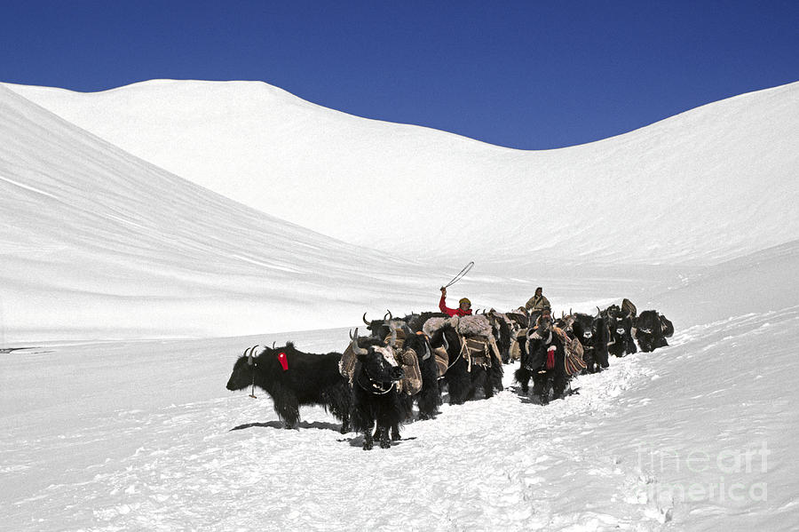 Yak Herd Crossing Lar Geh Pass - Tibet Photograph by Craig Lovell