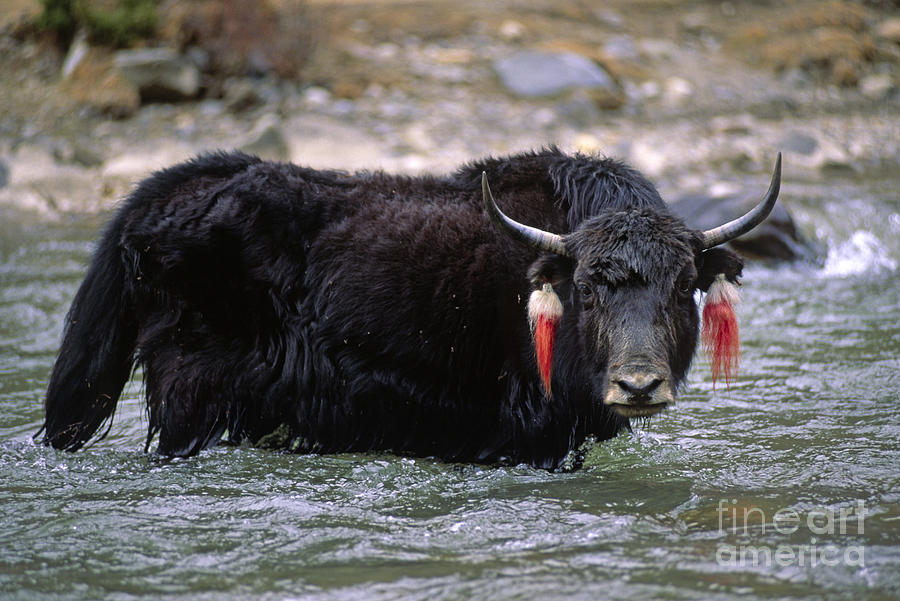Yak in the River - Tibet Photograph by Craig Lovell