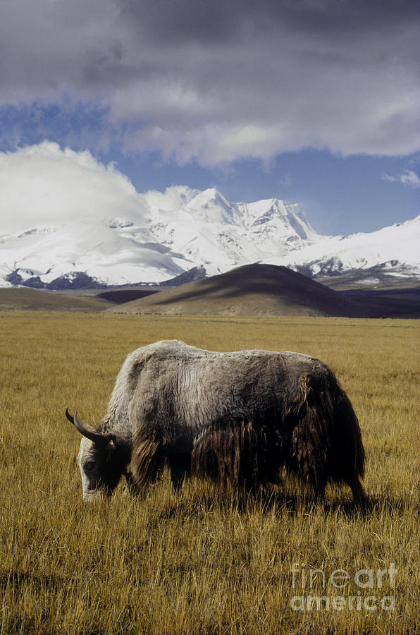 Yak on the Tibetan Plateau Photograph by Craig Lovell