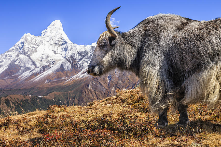 Yak on the trail, Mount Ama Dablam on background, Nepal Photograph by Bartosz Hadyniak