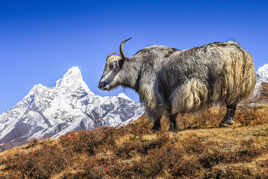 Yak on the trail, Mount Ama Dablam on background, Nepal Photograph by Hadynyah
