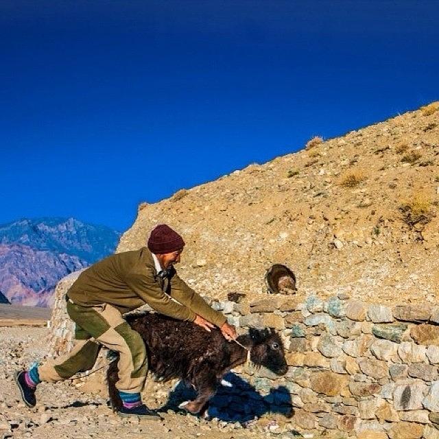 Beautiful Photograph - Yak Wrangling In Zanskar by Aleck Cartwright