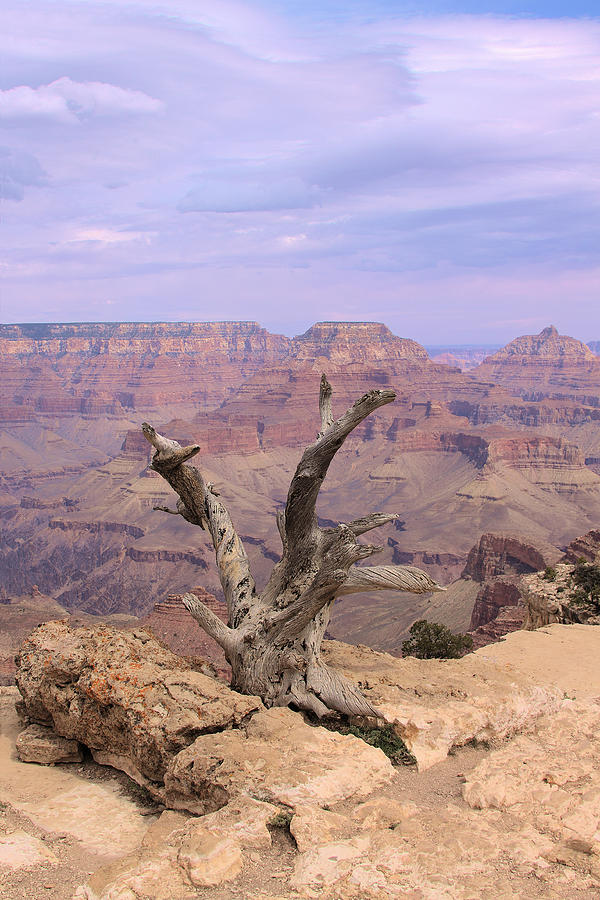 Grand Canyon National Park Photograph - Yaki Point  In Grand Canyon by Viktor Savchenko