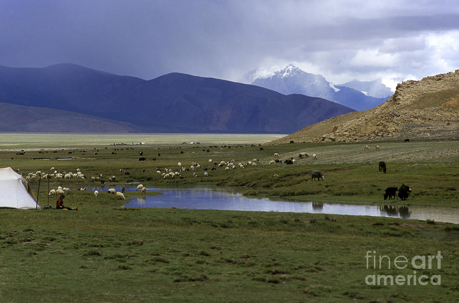 Yaks and Sheep - Tibetan Plateau Photograph by Craig Lovell