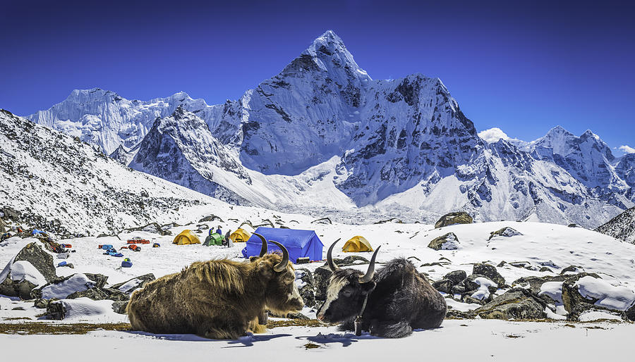 Yaks at Himalayan high camp below snowy mountain peaks Nepal Photograph by fotoVoyager