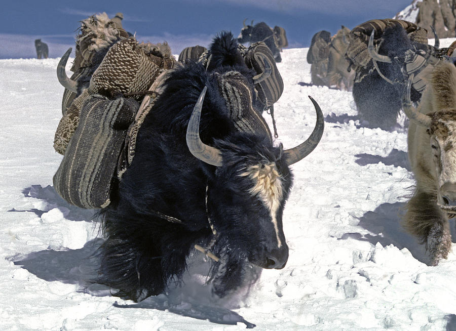 Yaks cross lar Geh Pass - Lake Namtso Tibet Photograph by Craig Lovell