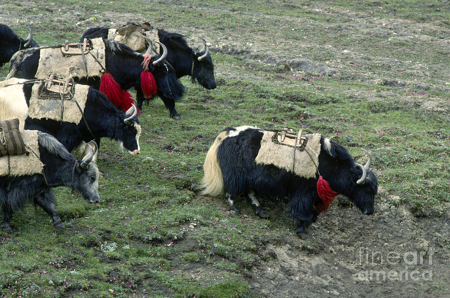 Yaks on the Tibetan Plateau Photograph by Craig Lovell