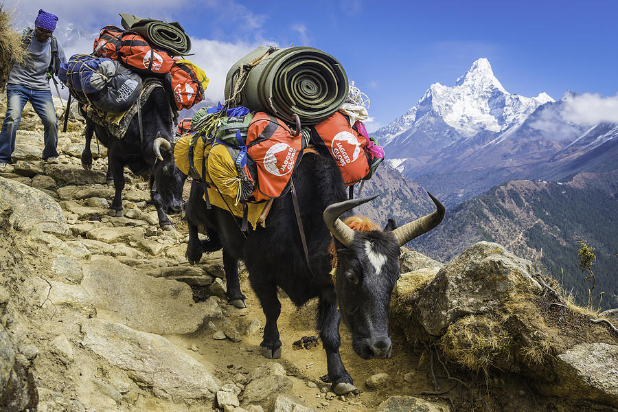Yaks Sherpa driver carrying expedition kit Everest trail Himalayas Nepal Photograph by fotoVoyager