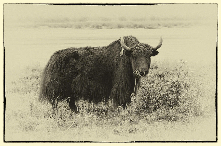 Yaks...The official animal of Tibet Photograph by Alan Toepfer