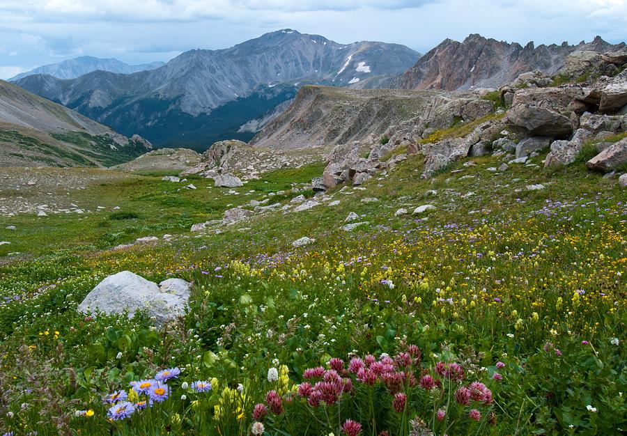 Yale Peak with Wildflowers Photograph by Cascade Colors