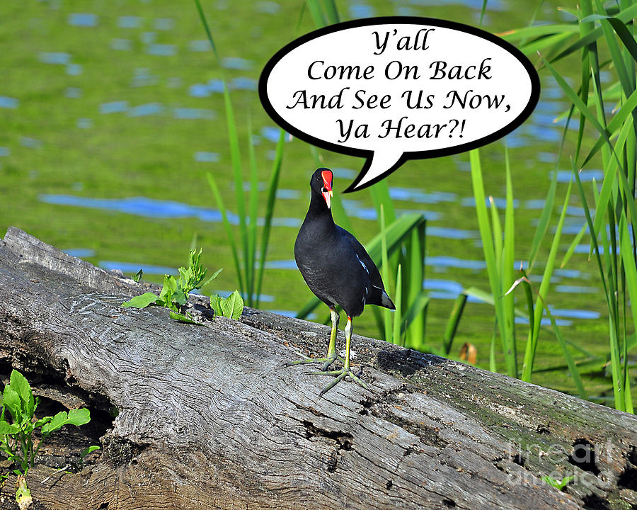 Bird Photograph - Yall Come Back Moorhen Card by Al Powell Photography USA