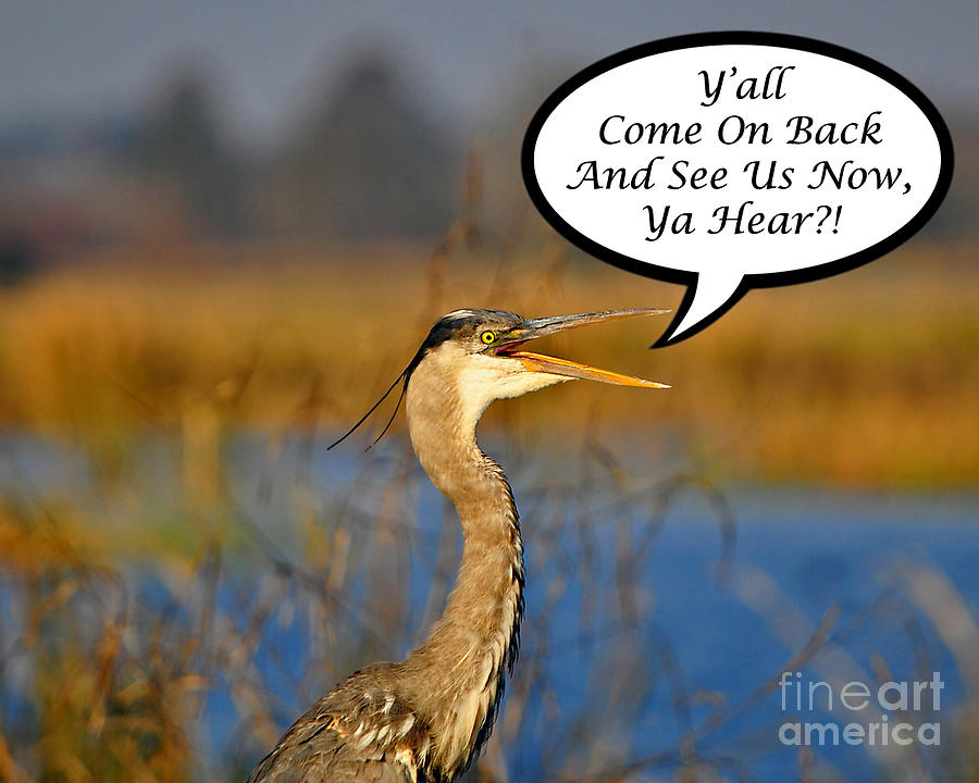 Heron Photograph - Yall Come On Back Heron Card by Al Powell Photography USA