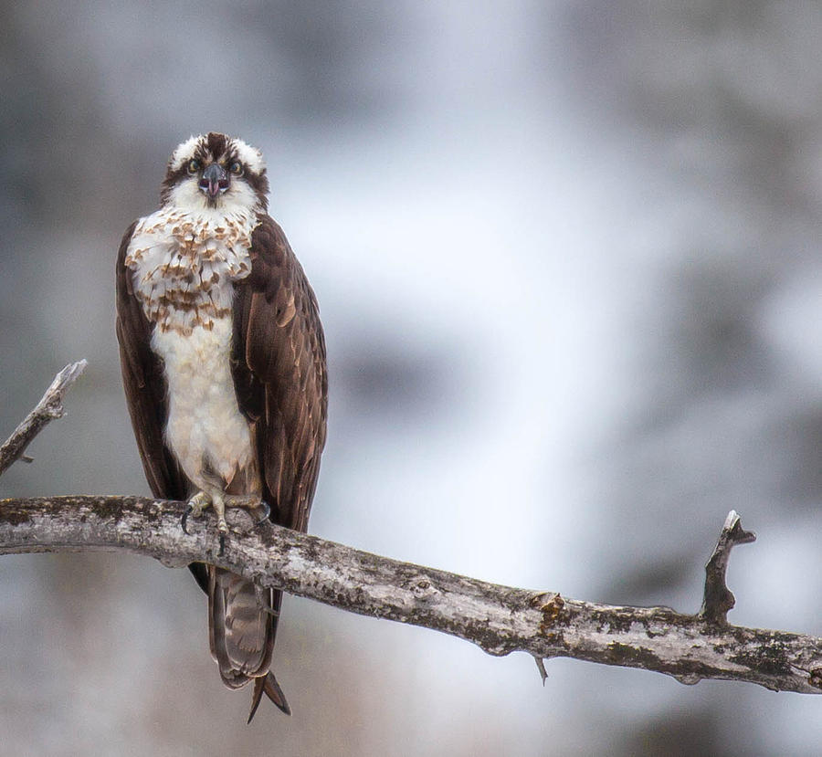 Yampa River Osprey Photograph by Kevin Dietrich