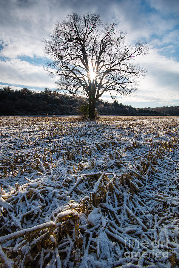 Yankee Farmlands No 12 - Winter Snow on Corn Field Photograph by JG Coleman