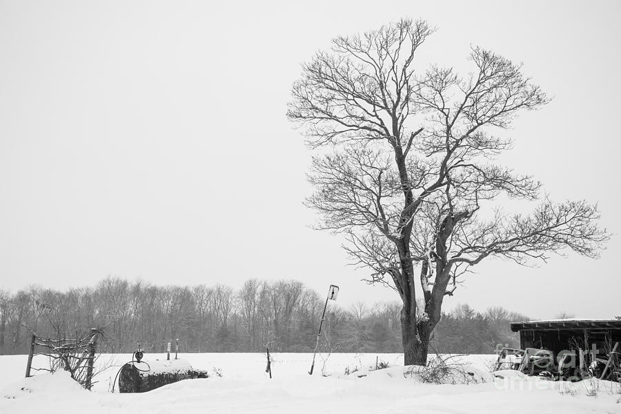 Yankee Farmlands No 21 - Snowy Fields and Pasture Tree Photograph by JG Coleman