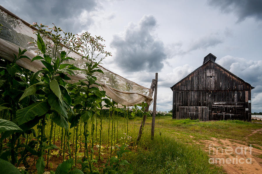Yankee Farmlands No 7 - Barn on Shade Tobacco Farm Photograph by JG Coleman