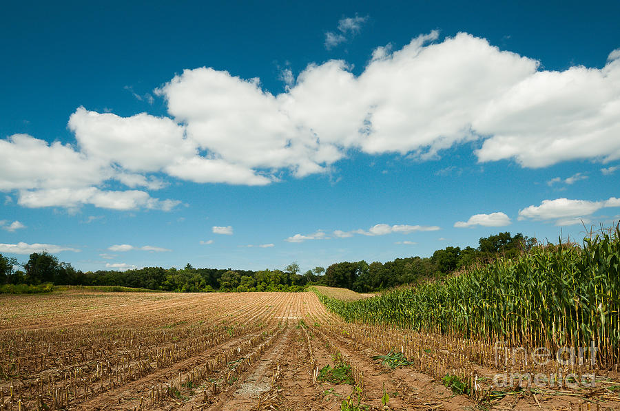 Yankee Farmlands No 8 - Corn Field During Harvest Photograph by JG Coleman