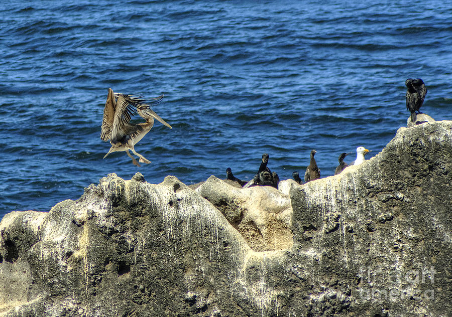Yaquina Head Pelican Landing Photograph by Chris Anderson