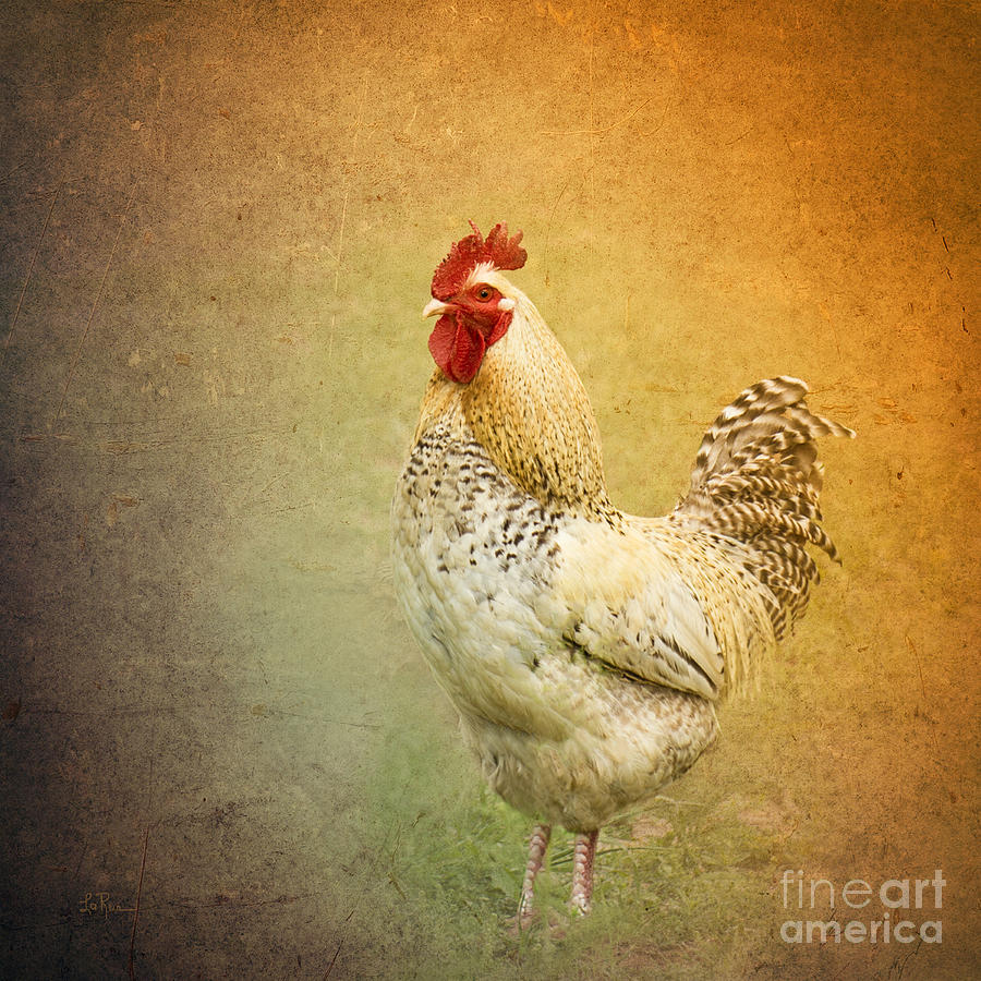 Rooster Photograph - Yard Boss by Betty LaRue
