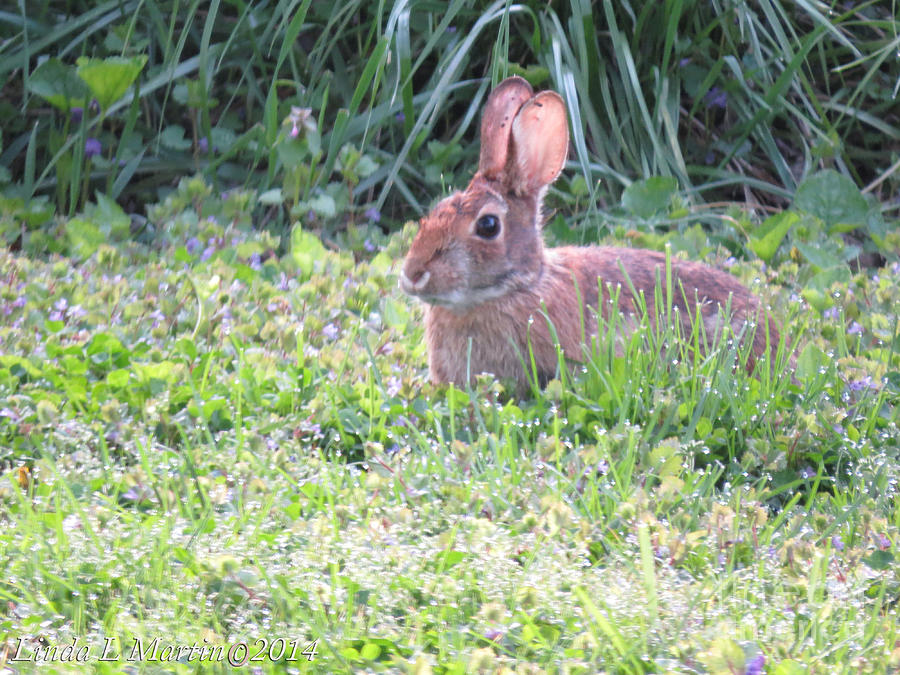 Yard Bunny 1 Photograph by Linda L Martin