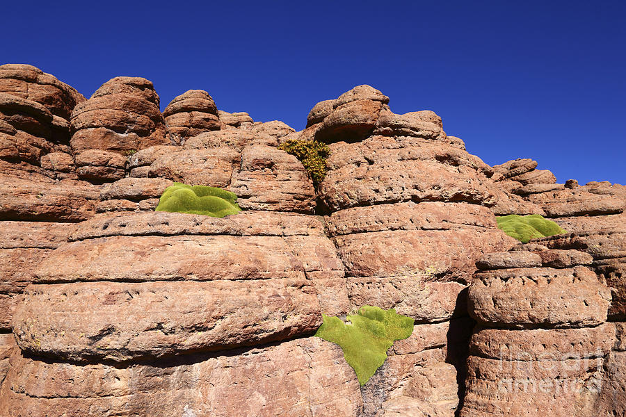 Nature Photograph - Yareta Plants and Rock Abstract by James Brunker