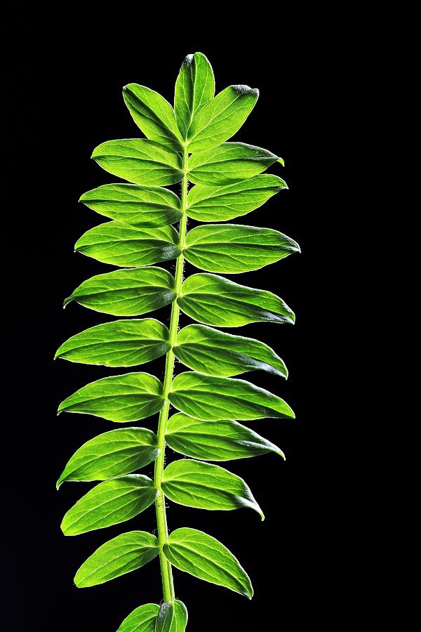 Yarrow (acer Japonicum) Leaves Photograph by Bildagentur-online/mcphoto-schulz
