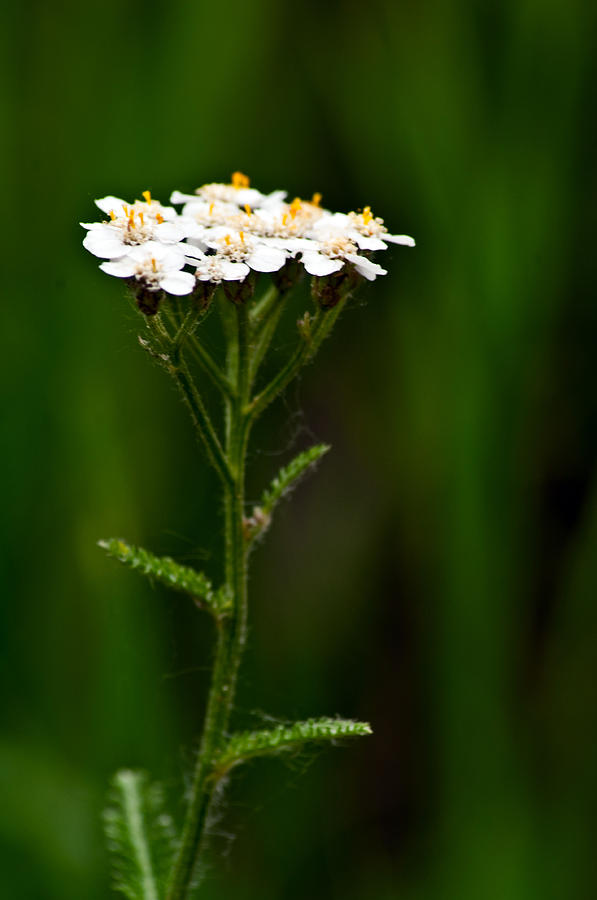Yarrow  Photograph by Eric Rundle
