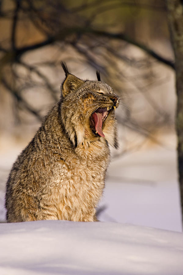 Yawn Photograph by Jack Milchanowski