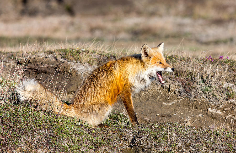Yawning Alaska Red Fox Photograph by Sam Amato