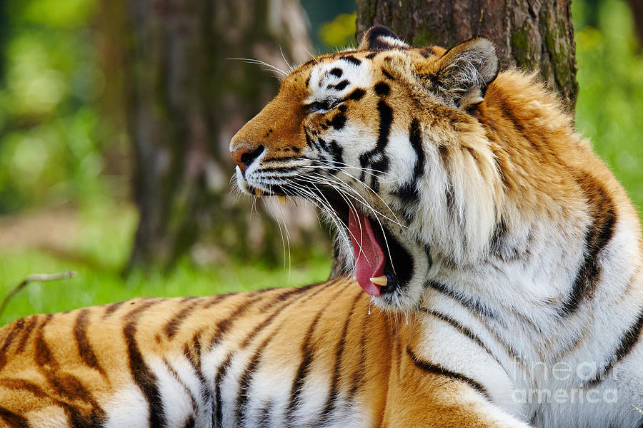 Yawning Amur Tiger Photograph by Nick  Biemans