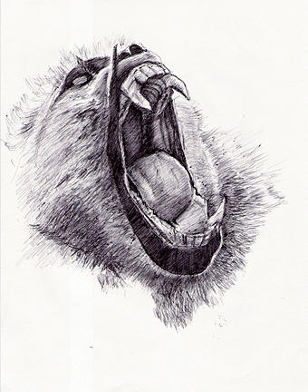 Yawning Baboom Drawing by Ramon Castellanos - Fine Art America