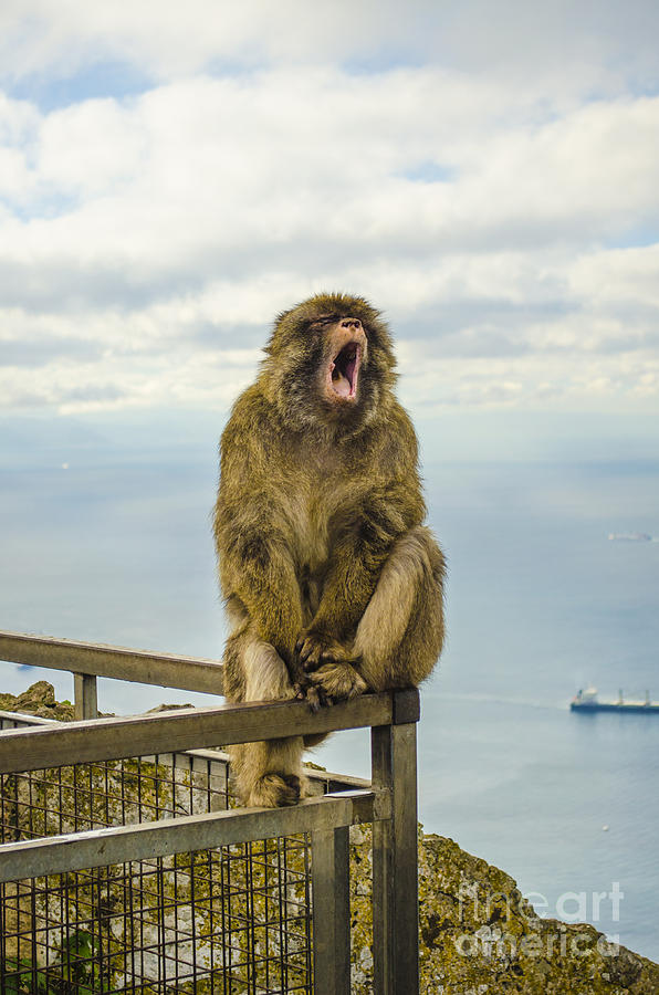 Yawning Barbary Ape Photograph by Deborah Smolinske