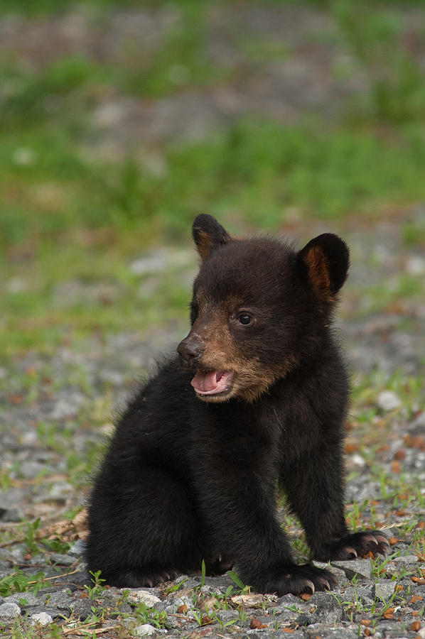 Yawning Bear Cub Photograph by Joye Ardyn Durham