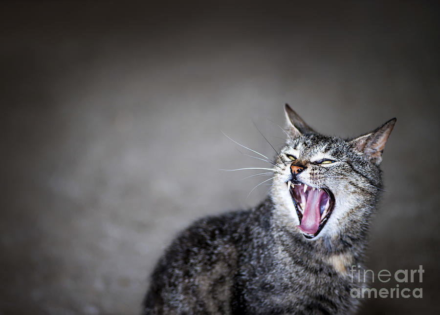 Yawning cat Photograph by Elena Elisseeva