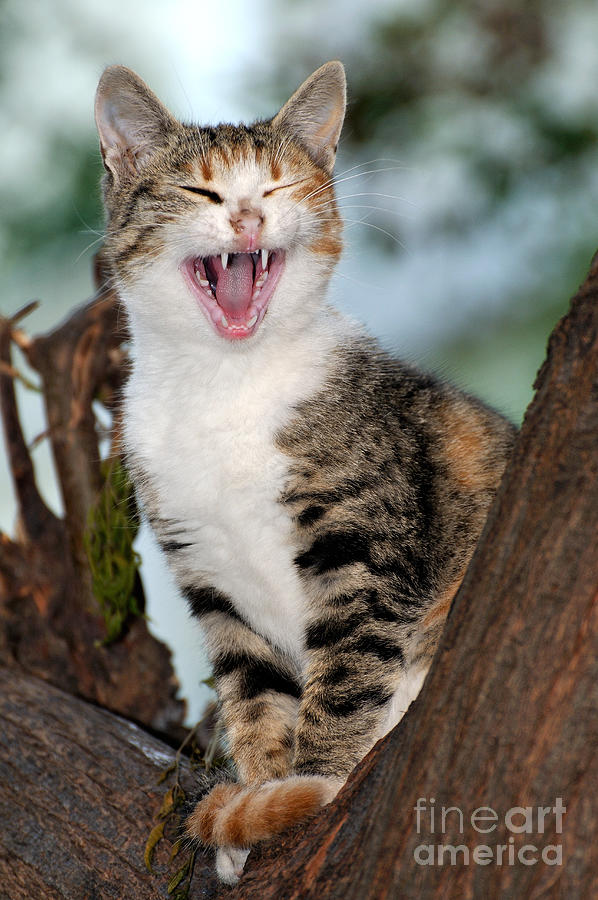Yawning cat Photograph by George Atsametakis