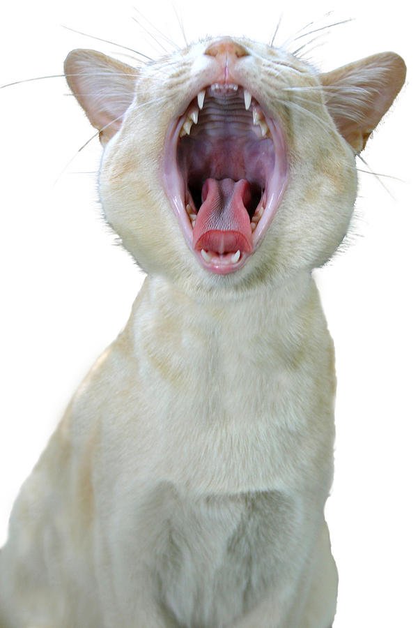 Cat Photograph - Yawning cat by Jenny Setchell