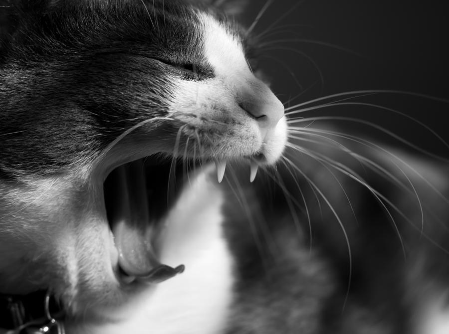 Yawning Cat Photograph by Kevin Grant - Fine Art America